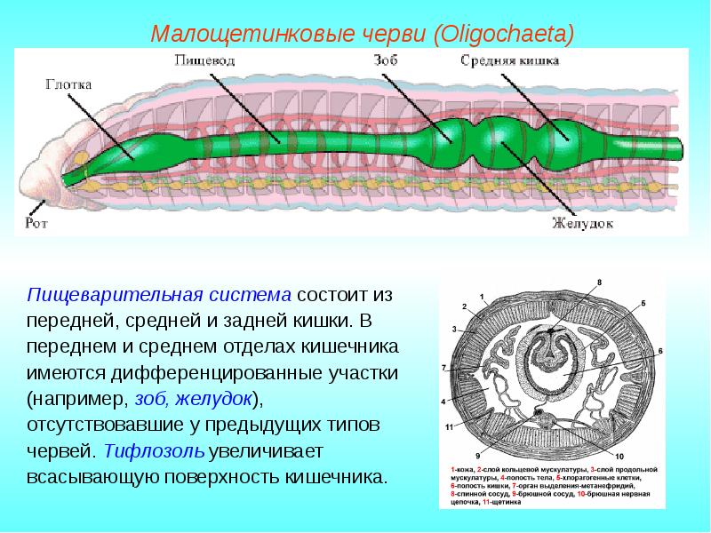 Тип кольчатые черви презентация