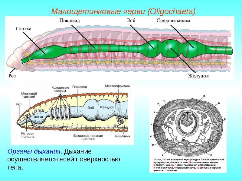 Рисунок кольчатого червя