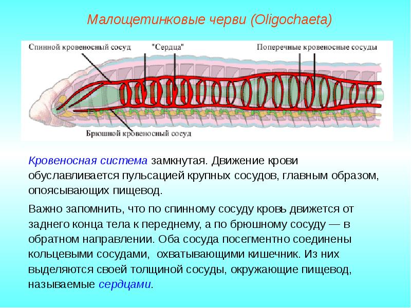 Тип кольчатые черви презентация