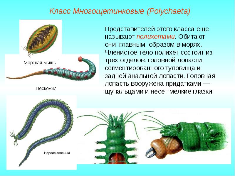 Тип кольчатые черви презентация