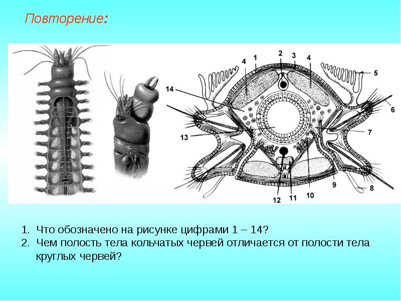 На изображении поперечного среза кольчатого червя стрелкой отмечен элемент