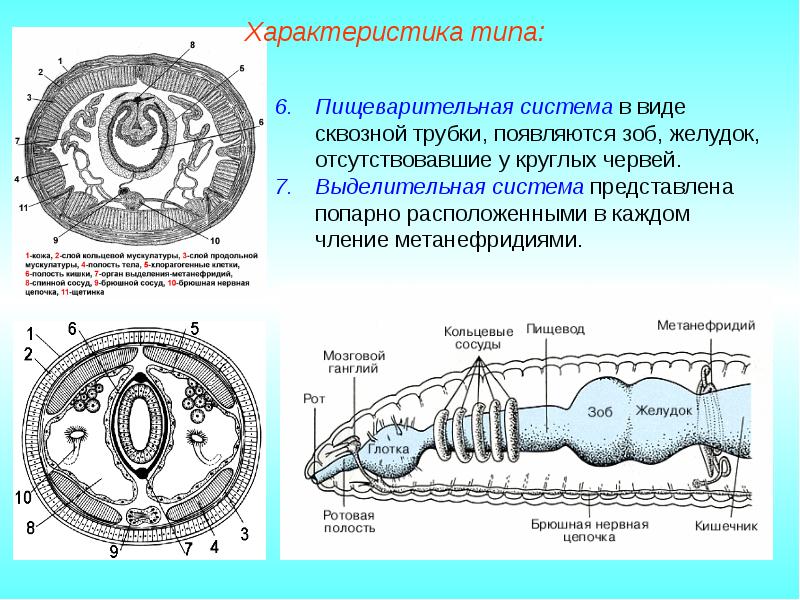 Строение червя схема