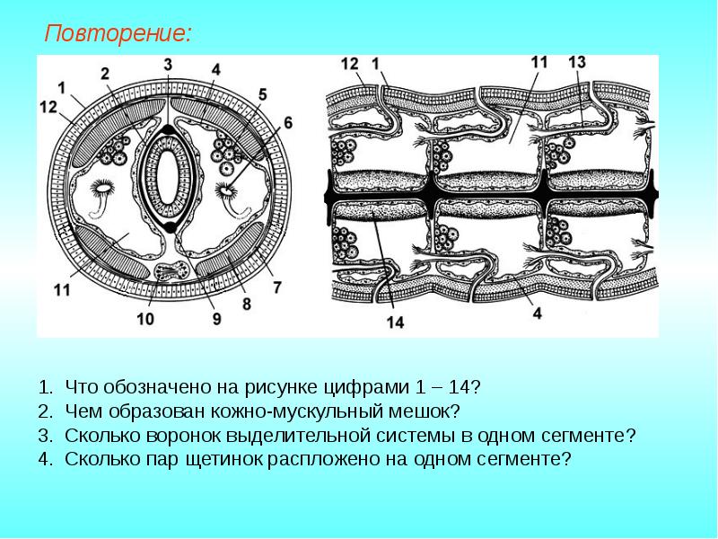 Найди что отмечено на схеме поперечного среза червя цифрой 1