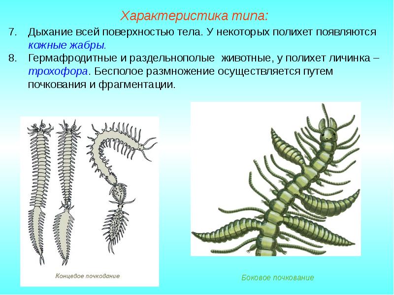 Размножение кольчатых червей рисунок