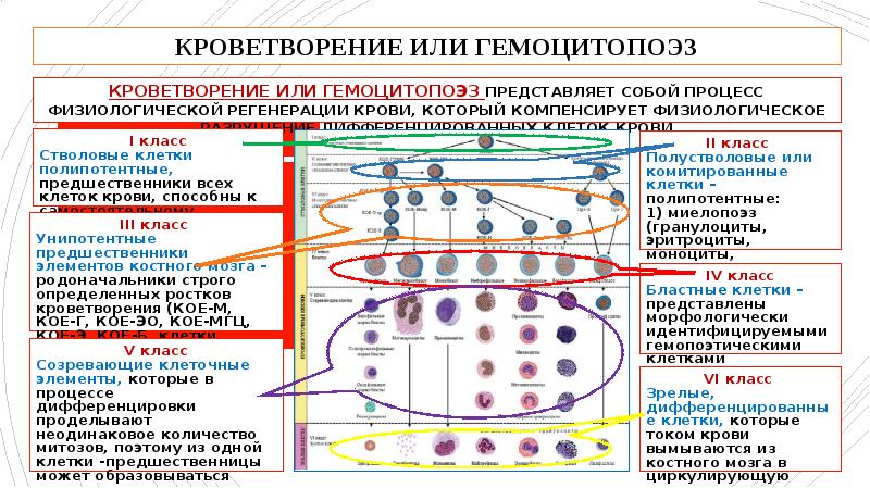 Какой класс схемы кроветворения содержит унипотентные клетки