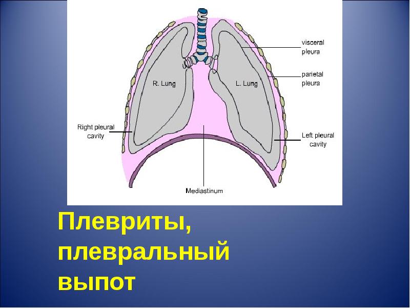 Где находится плевра фото