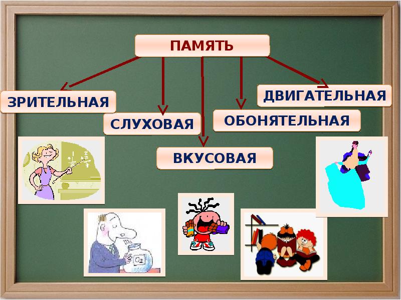 Виды памяти биология 8 класс презентация