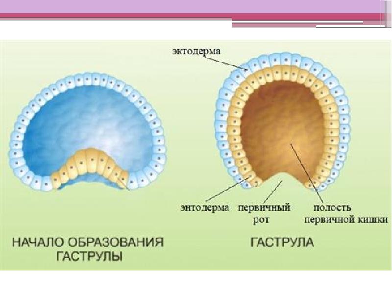 Образуется гастральная полость. Онтогенез гаструла. Гаструляция эмбриогенеза. Мезодерма эктодерма энтодерма эмбрион. Эмбриогенез эктодерма.
