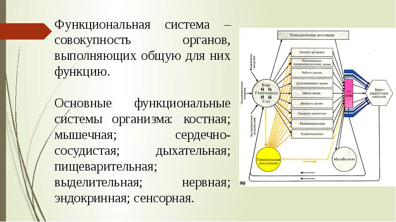 Общая схема функциональной системы организма