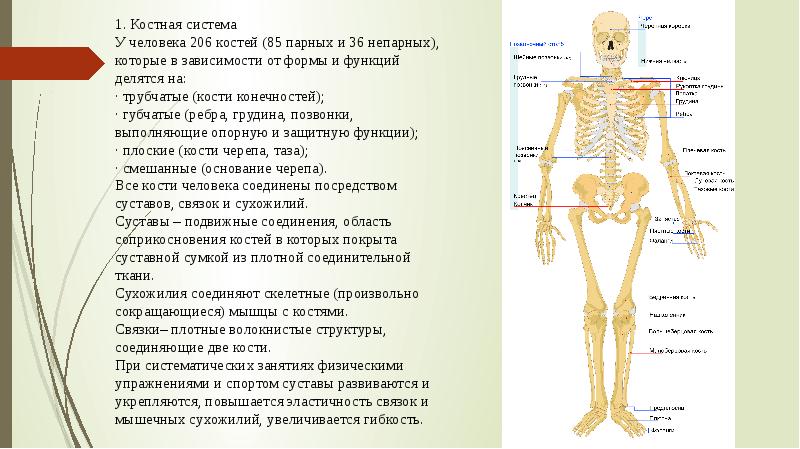 Краткие анатомо физиологические сведения об организме человека презентация