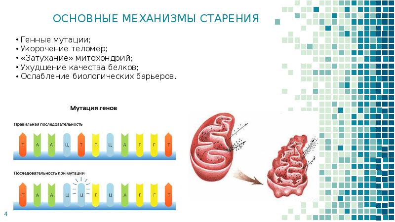 Проект на тему старение человека и возможность бессмертия