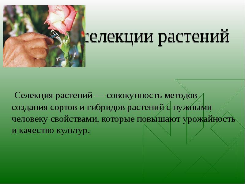 Селекция растений и животных презентация 9 класс