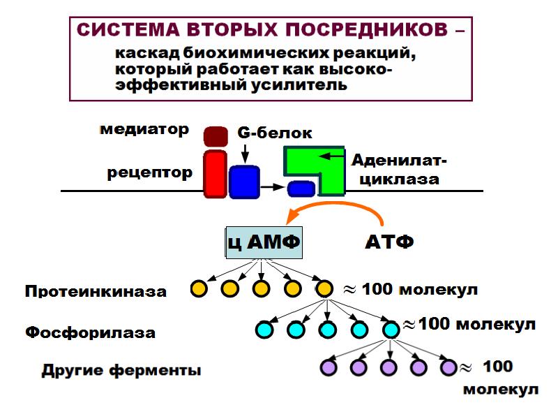 физиологические особенности гладких