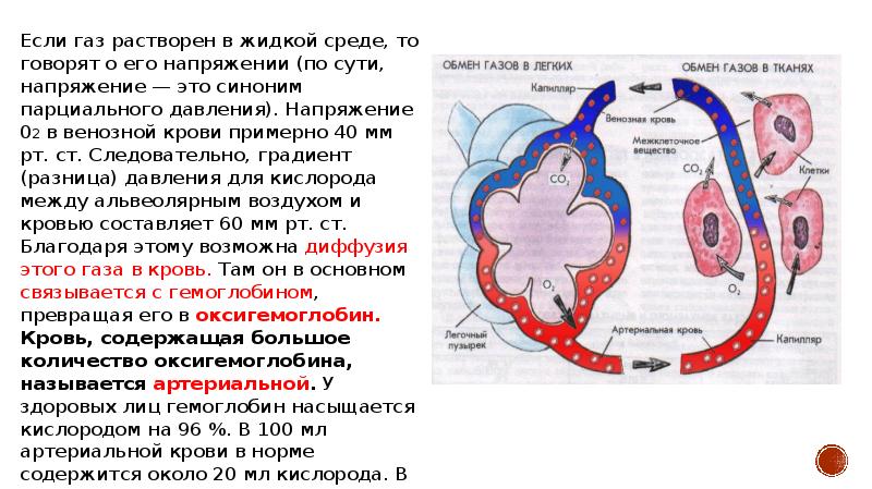 Физиология дыхания презентация анатомия