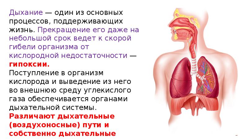 Дыхательная система человека анатомия презентация