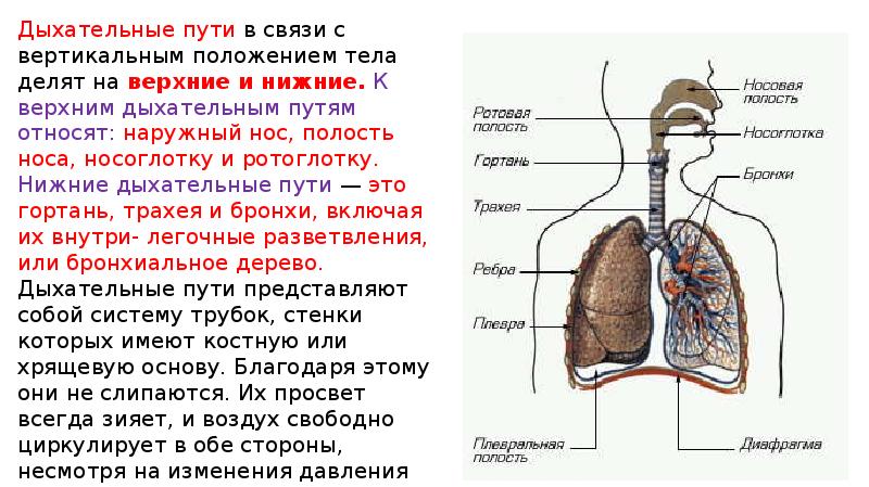 Органы дыхания имеют. Физиология дыхательной системы человека. Анатомия и физиология дыхательной системы. Анатомия органов дыхания кратко. Дыхательный аппарат бронхи.