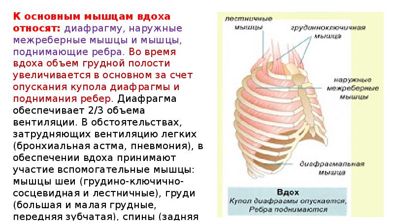 Анатомия и физиология диафрагмы презентация