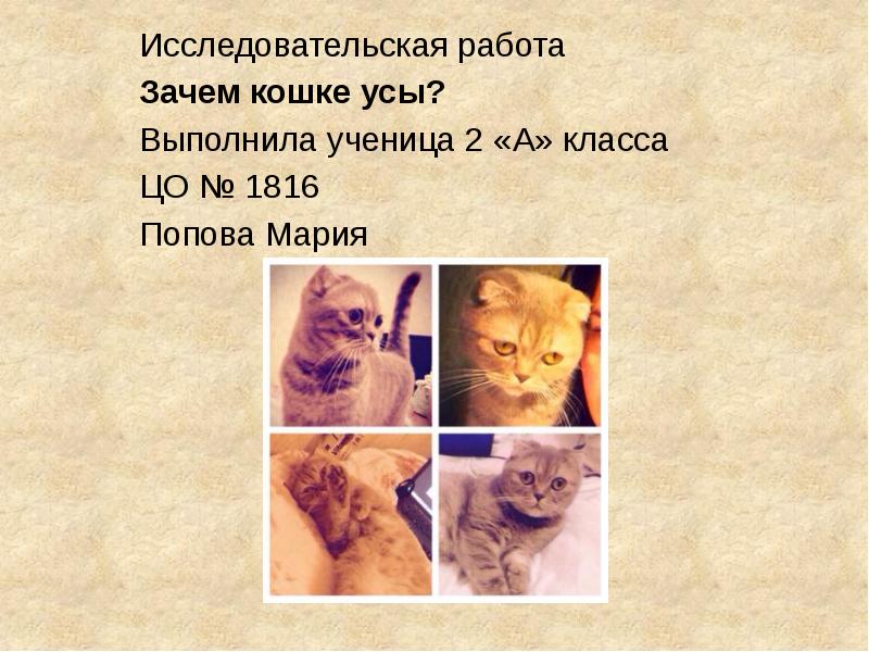 Зачем усы кошке