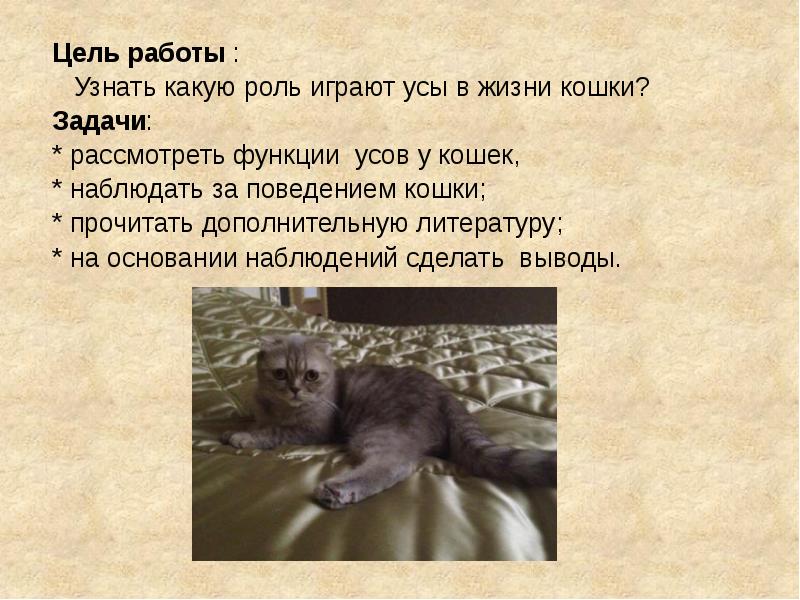 Зачем усы кошке