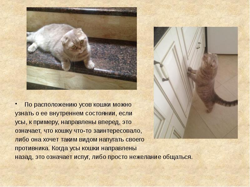 Зачем усы кошке