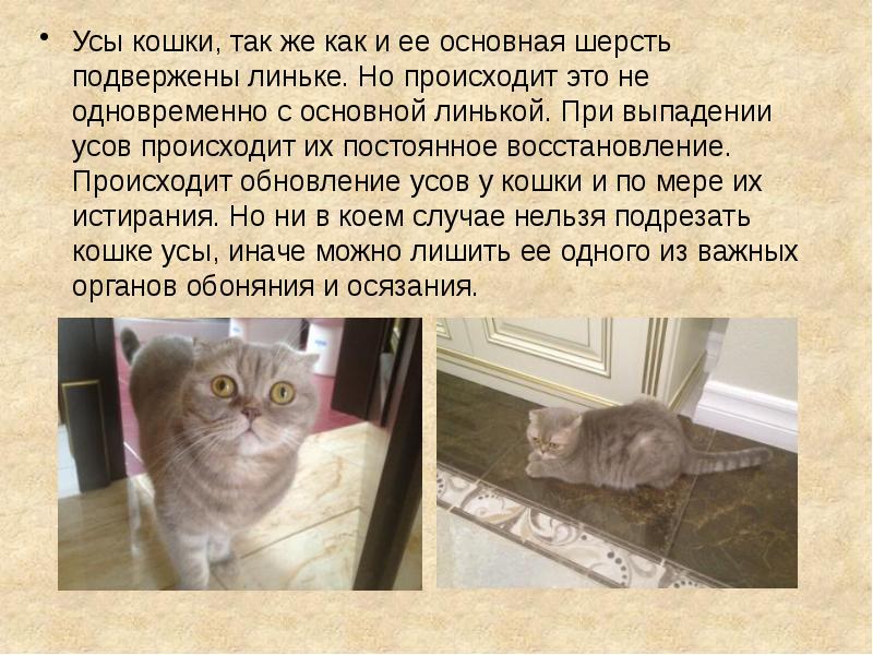 Зачем усы кошке