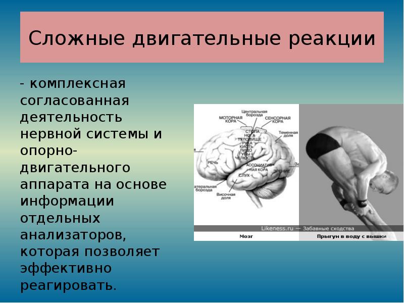 Развитие быстроты двигательной реакции