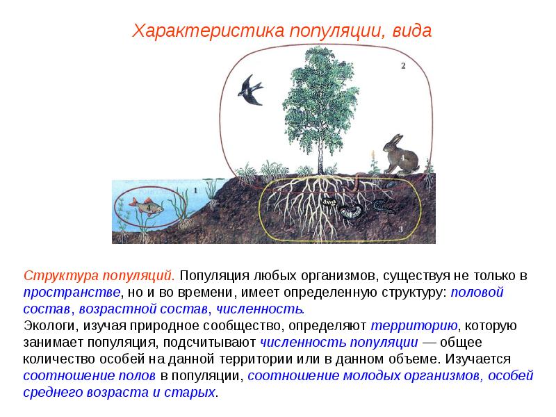 Презентация смена биоценозов