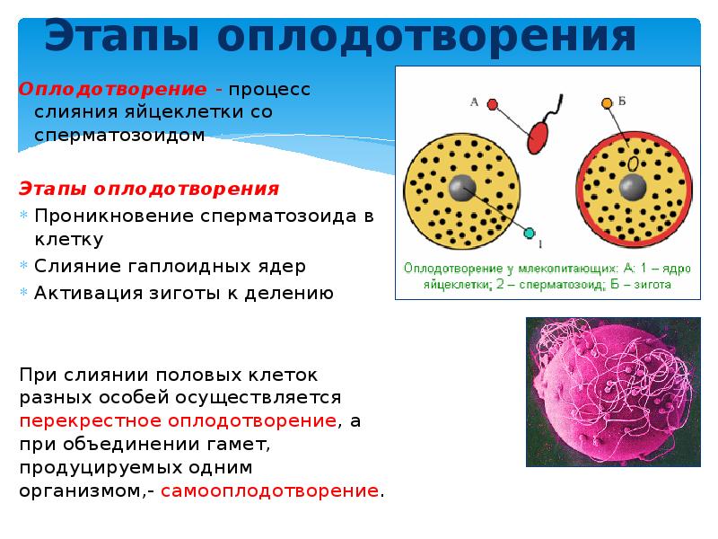 При слиянии половых клеток образуется зигота бластула. Типы оплодотворения. процесс слияния половых клеток. фазы оплодотворения. этапы оплодотворения.