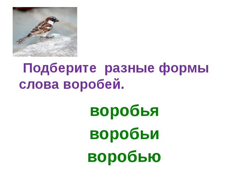 Разбор слова воробей. Формы слова Воробей. Воробей однокоренные слова. Воробей родственные слова. Текст про воробья 2 класс.