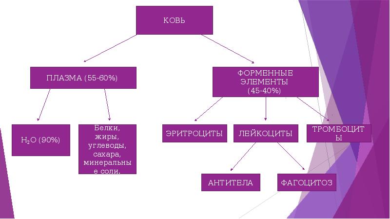 Проекты 8 класс биология