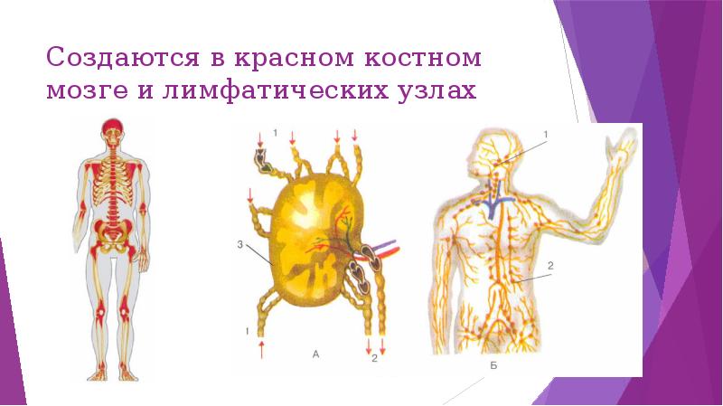 Память проект по биологии 8 класс