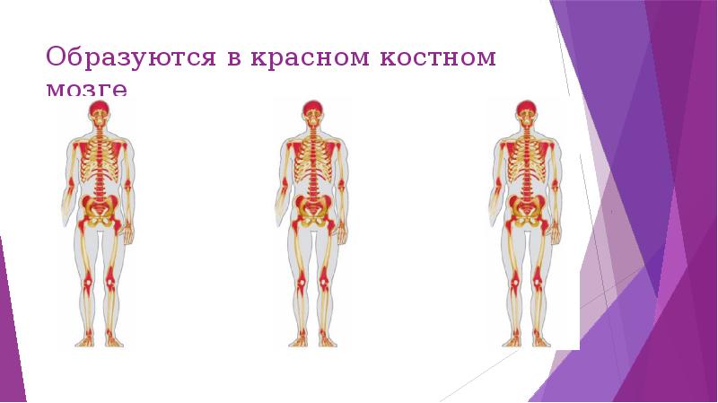 Презентация по биологии 8 класс воля