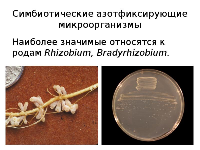 Симбиотические азотфиксирующие бактерии