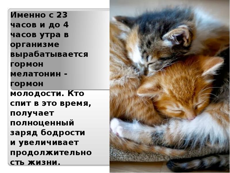 Именно с 23 часов и до 4 часов утра в организме Именно с 23 часов и до 4 часов утра в организме