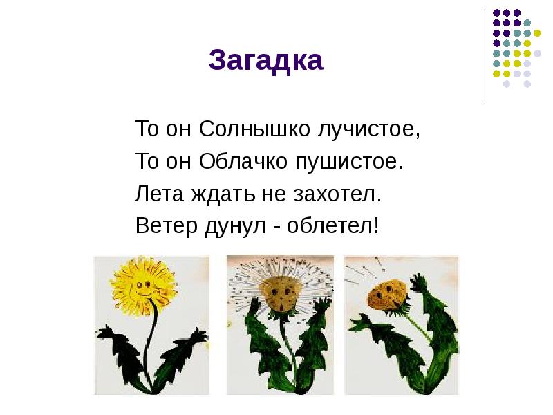 Сравнение одуванчика литературное чтение 2 класс. Загадка про одуванчик для детей. Стихотворение про одуванчик. Детский стишок про одуванчик. Стих про одуванчик для детей.