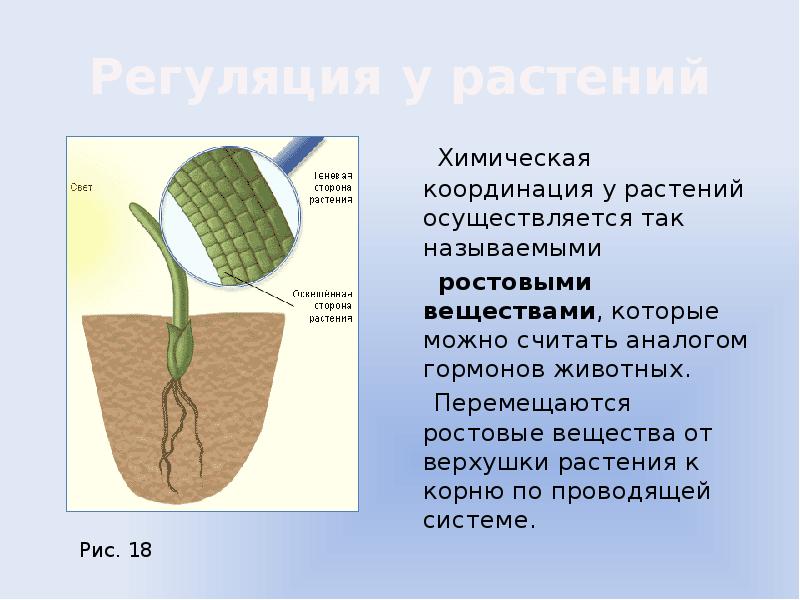 Хранение продуктов жизнедеятельности растительной