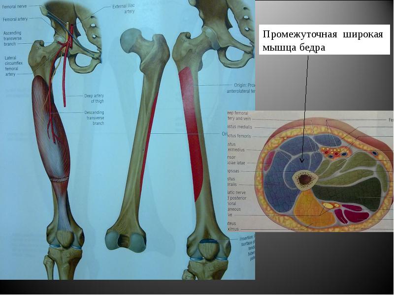 Широкая мышца бедра. Промежуточная широкая мышца бедра. Промежуточная широкая мышца бедра анатомия. Промежуточная широкая мышца бедра функции. Промежуточная широкая мышца бедра прикрепление.