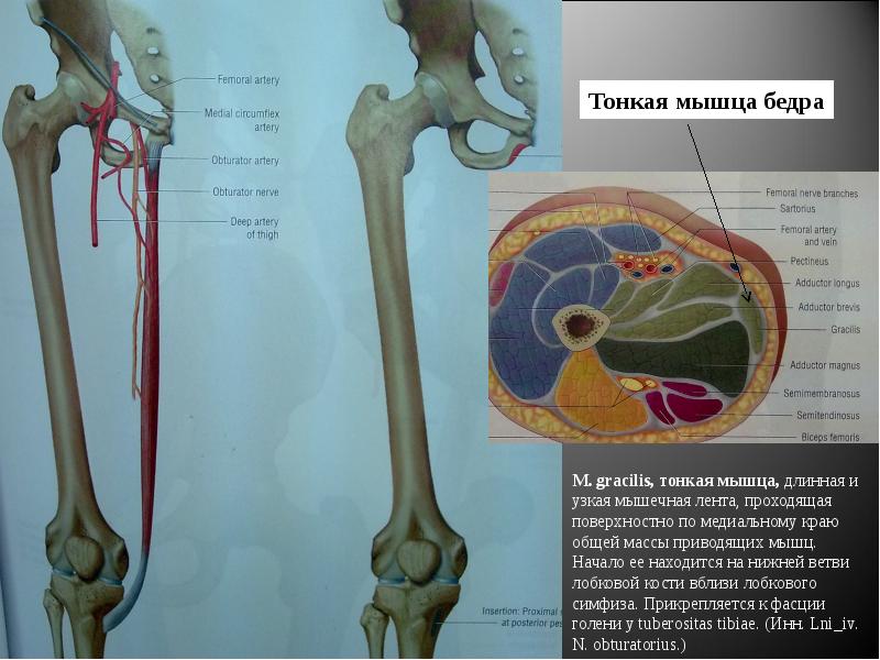 Тонкая мышца. Тонкая мышца бедра анатомия. Грацилис мышца бедра. Тончайшая мышца бедра.