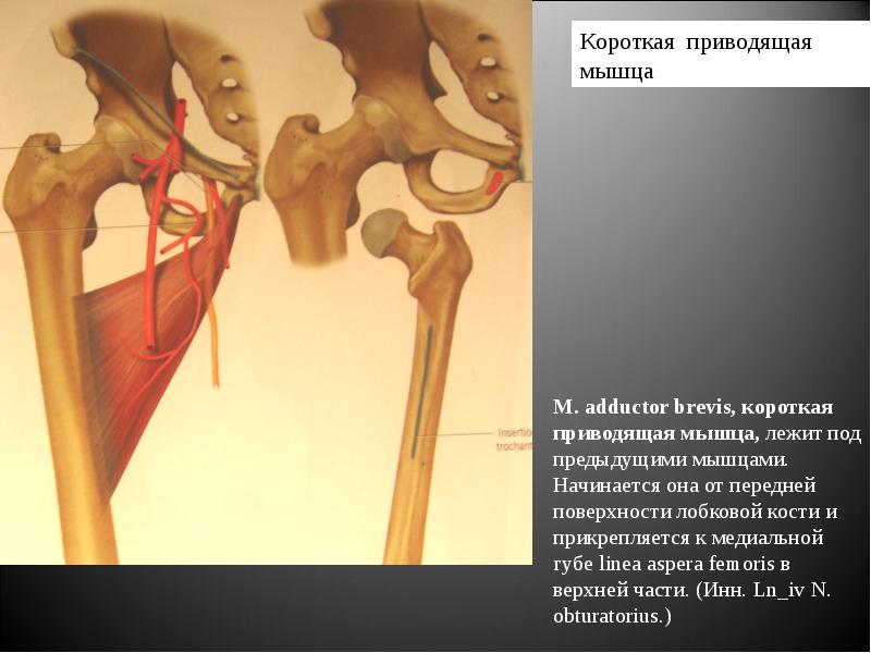 Короткая приводящая. Короткая приводящая мышца. Коротко приводящая мышца. Начало и прикрепление короткой приводящей мышцы. Короткая приводящая прикрепление.