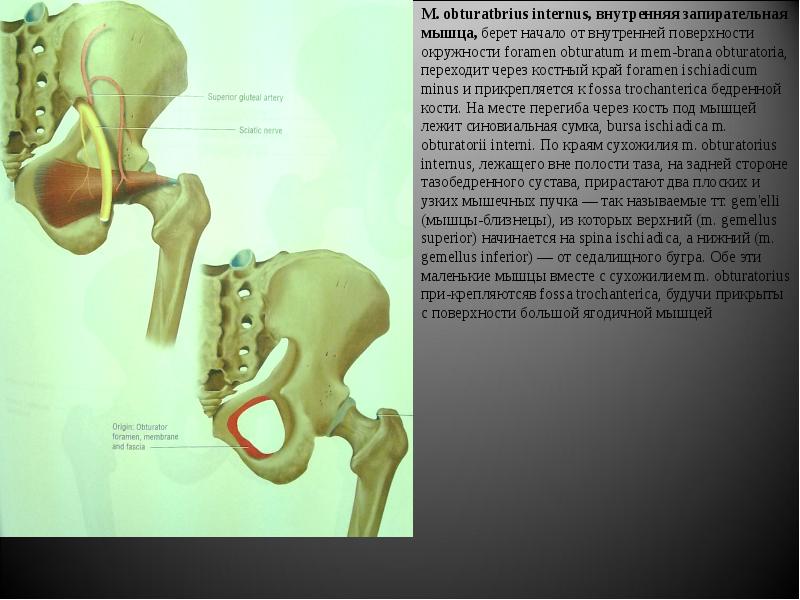 Obturatorius externus мышца