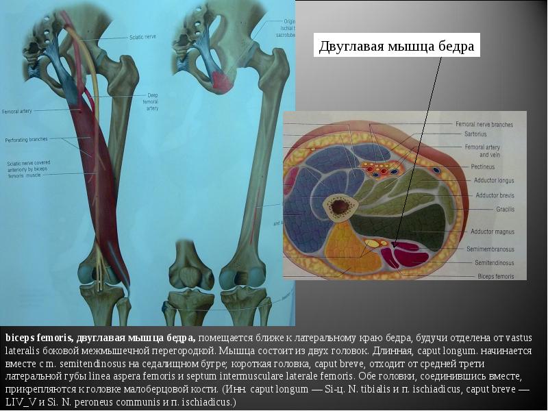 Мышцы нижней конечности анатомия на латыни