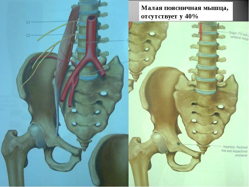 Квадратная мышца поясницы анатомия функции