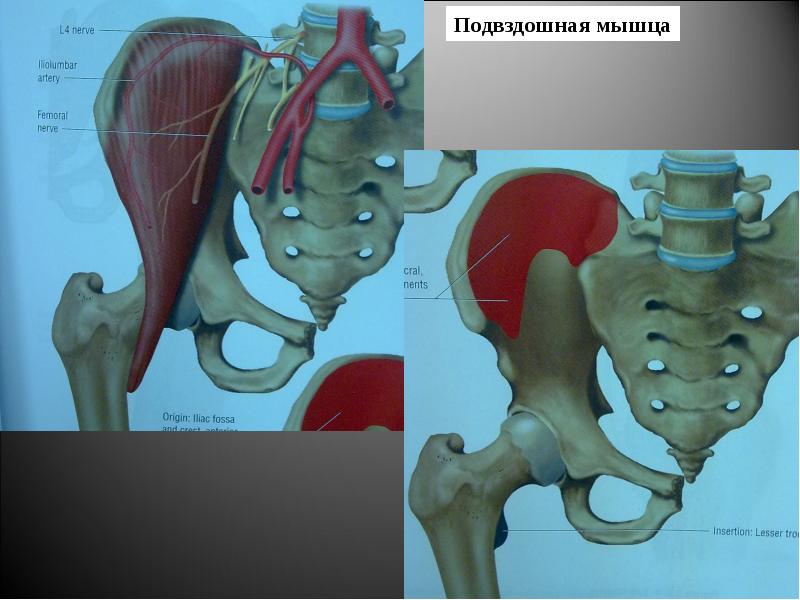 Подвздошно поясничная мышца анатомия. Подвздошно-поясничная мышца. Подвздошно-крестцовая мышца анатомия. Мышцы прикрепляющиеся к подвздошной кости. Подвздошная кость анатомия мышцы.