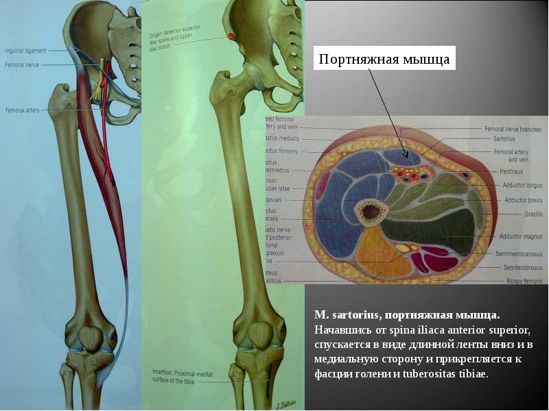 Сарториус мышца анатомия