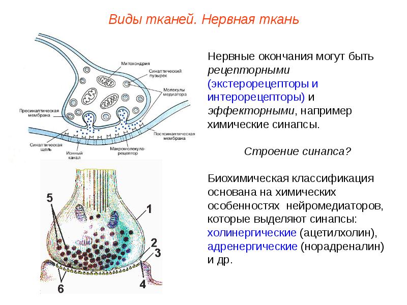 Синапс проверка. Медиатор в холинергическом синапсе. Строение холинергического синапса. Строение холинергического синапса гистология. Рецепторно-нейрональные синапсы.