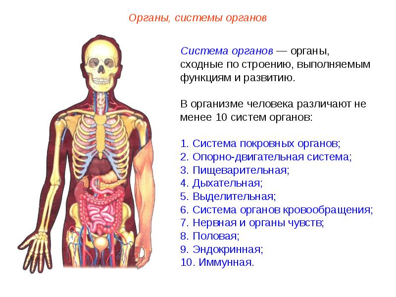 Системы органов картинки