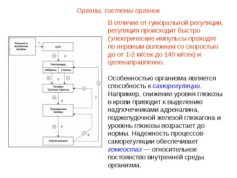 Внутренние регуляторные механизмы это. Принцип обратной связи в гуморальной регуляции. Регуляция внутренней среды организма. Гуморальная регуляция осуществляется со скоростью. Регуляция процесса всасывания