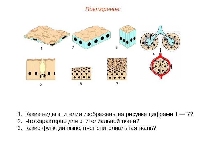 К какой ткани относятся изображенные на рисунке клетки