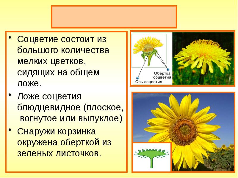 Презентация сложноцветные 6 класс