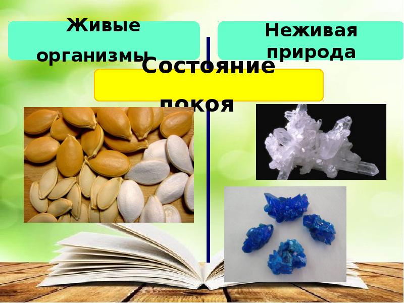 Разнообразие живой природы. Разнообразие живой природы отличительные признаки. Разнообразие живой природы план. Разнообразие живой природы 5 класс презентация. Семя это живое или неживое тело.